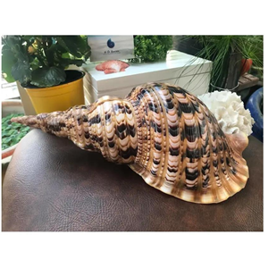 เปลือกหอยธรรมชาติสำหรับ99GD จากเวียดนามเปลือกหอยหอยนางรมธรรมชาติสำหรับงานฝีมือ - Product Image 2