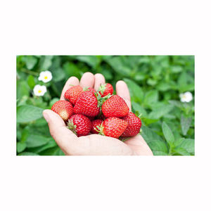 ผลไม้สตรอเบอร์รี่สดฉ่ำหอมเบอร์รี่สีแดงผู้ซื้อขายจำนวนมากส่งออก - Product Image 4
