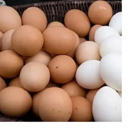 Hühnereier Cobb Broiler Hühnerei Frisch Fruchtbare Eier/zu verkaufen
