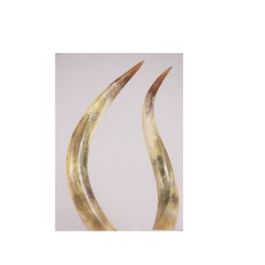 Único par de cuernos de búfalo último soporte cuadrado de latón y madera hecho a mano brillante par de cuerno de búfalo pulido al mejor precio - Product Image 6