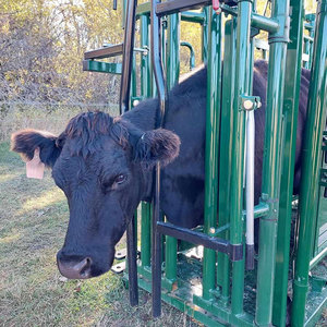 โรงเรือนกระต่ายสำเร็จรูปโครงสร้างเหล็กเป็นมิตรกับสิ่งแวดล้อมอเนกประสงค์ แข็งแรงทนทาน เหมาะสำหรับใช้เป็นโรงงานหรือพื้นที่ทำงานในฟาร์ม - Product Image 5