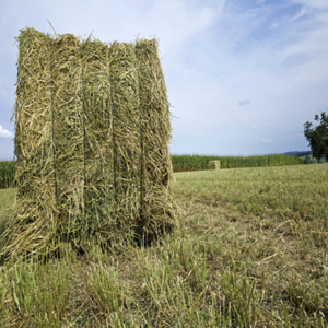 Foin d'alfalfa en vrac à vendre, idéal pour l'alimentation du bétail et des animaux, haute qualité, livraison rapide, prix compétitifs dans le monde entier - Product Image 1