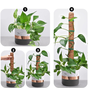 Kit de 4 poteaux en mousse plastifiée avec attaches et étiquettes, en stock aux États-Unis, pour support de plantes d'intérieur (Monstera), prêt à être expédié - Product Image 3