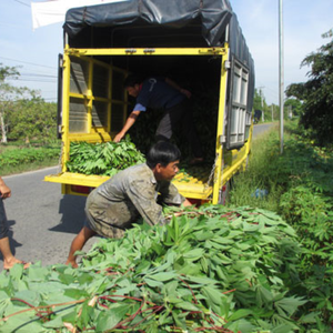 HOJAS DE YUCA PURA/RECIÉN COSECHADO/SALUDABLE Y NUTRICIOSO/MEJOR VALOR/HECHO EN VIETNAM - Product Image 4