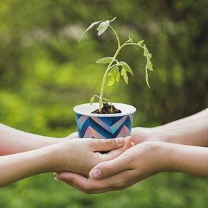 Gobelets en carton compostables P2P 240cc - Logo personnalisé, biodégradables, à paroi simple et double - Product Image 4