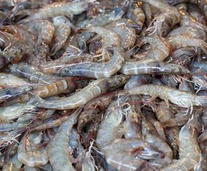 Camarones Vannamei Congelados de Primera Calidad, Tamaño Grande, Mariscos para Suministro al por Mayor - Product Image 6