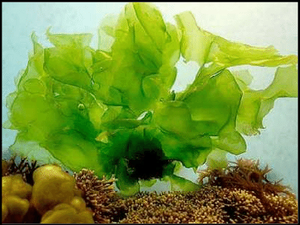 ULVA LACTUCA/SOPORTE DETOX/ETIQUETA LIMPIA/CRUDO Y NATURAL - Product Image 4