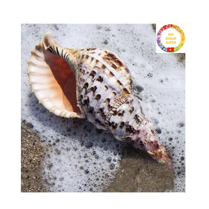 เปลือกหอยทรัมเป็ตทรัมเป็ตขนาดใหญ่ของเวียดนามเปลือกหอยเปลือกหอยเปลือกหอยธรรมชาติสำหรับตกแต่งตู้ปลาแนวชายฝั่งบ้านและรีสอร์ท - Product Image 1