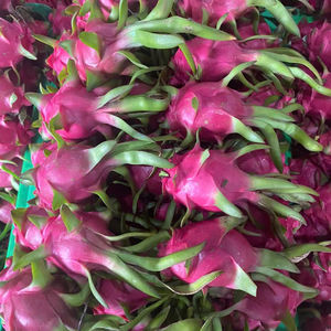 แก้วมังกรเวียดนามสด 100% แก้วมังกร TECHMIFOOD อายุการเก็บรักษา 60 วัน - Product Image 1