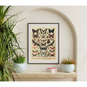 Impresión artística de Adolphe Millot, hermoso patrón de mariposas en naturaleza muerta - Product Image 2