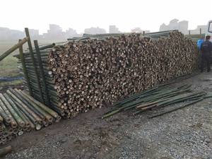 Venta al por mayor de postes de bambú ecológicos para uso en interiores y exteriores a precios asequibles - Product Image 5