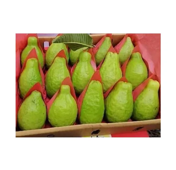 Égypte origine exportation de haute qualité goût délicieux 100% fruits frais naturels jaune vert goyave fraîche au prix de gros