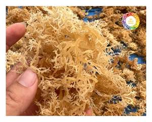 Vietnam Eucheuma Cottonii Algues biologiques naturelles à usage industriel Production alimentaire et commerce international - Product Image 5
