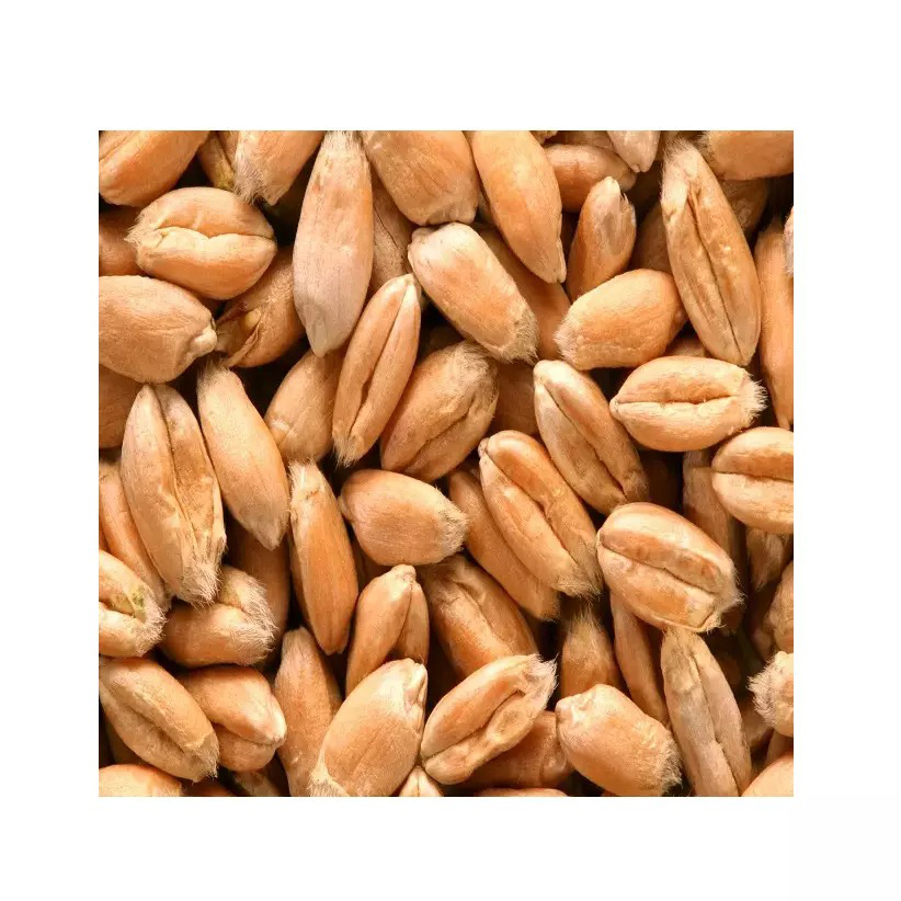 Fodder Barley Hot Sale New Crop Wholesale Barley Grain Prices