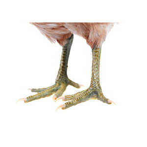PIEDS DE POULET ENTIER CONGELÉS HALAL DE QUALITÉ D'EXPORTATION PATTE DE POULET - Product Image 3