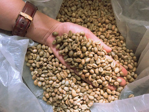 Vietnam Organic Robusta <b>Green</b> Coffee <b>Beans</b> Size 18 Grade AA+ Quality Raw Coffee ISO 22000 Certified TNFOOD Brand Wholesale Bulk - Product Image 3