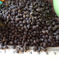 Rode Lady Zoete Gedroogde Papaya Zaden Gedroogde Kruidenthee Uit Vietnam Bulk Vacuümverpakking met 100% Natuurlijke Papain voor Groothandel