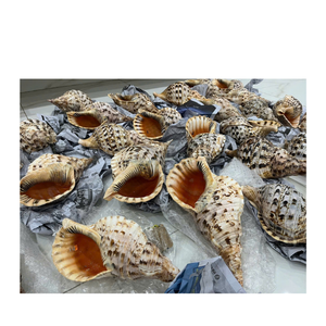 Coquillages décoratifs de trompette du Vietnam, idéaux pour la décoration de mariage, la conception de fêtes de plage et la fabrication de cadeaux. - Product Image 1