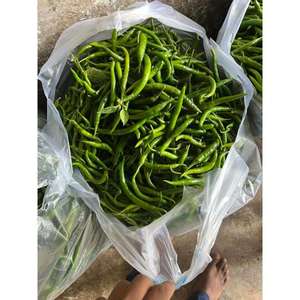 พริกเขียวสดสำหรับผู้นำเข้าอาหารจากซาอุดีอาระเบีย - Product Image 5