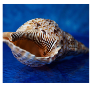 Vente en gros de coquilles de conque de trompette polies pour les projets de maison artistiques, la décoration intérieure et les cadeaux faits à la main - Product Image 3