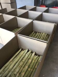 Caña de Azúcar Fresca Congelada Directamente del Campo para Jugo, Agricultura Vietnamita Premium Fresca, GIMEX VIETNAM, 3 Años de Vida Útil, Empacada en Cartón - Product Image 4