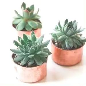 Maceta de diseño alto para plantas de sala de estar, maceta rústica decorativa para decoración de Patio, maceta colgante redonda con estilo Vintage - Product Image 1