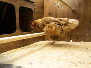 Casa para Mascotas Resistente al Viento, Fabricada en Italia con Laminado HPL de Alta Calidad, para Animales Pequeños, Gallinero Elevado - Product Image 4