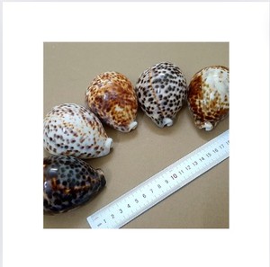 PRIX D'USINE POLI COQUILLE DE MER COQUILLE DE COQUILLE DE MER COQUILLE DE MER POLI NATUREL VIETNAM TENDANCE CHAUDE 2024 - Product Image 1