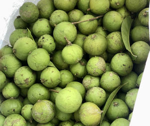 Fournisseur en gros de dracontomelon entier congelé prune d'indochine de haute qualité - Product Image 5