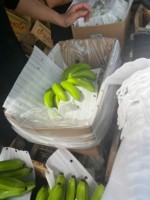 Verse Cavendish Bananen (GMO & Biologisch) Groothandelslevering voor Export en Detailhandel Premium Zoete Bananen van Uitstekende Kwaliteit