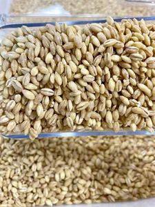 Graines d'orge de qualité supérieure |   Rendement élevé et résistant aux maladies |   Approvisionnement en gros pour l'agriculture - Product Image 2