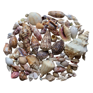 Coquille marine de qualité supérieure pour la fabrication de bijoux de décoration et les projets de bricolage créatifs - Product Image 6