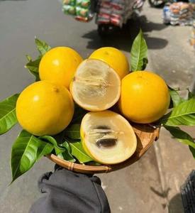 Pomme étoilée violette fraîche du Vietnam, qualité supérieure, fruit tropical sucré, fournisseur, meilleur prix pour l'exportation - Product Image 6