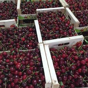 <b>Fresh</b> Red Cherries | Firm Texture & High Brix (18\%+) |<b>Fresh</b> Harvest Export High Supply UK - Product Image 4