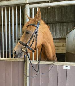 Equipo de tachuela anatómica de caballo de cuero auténtico hecho a medida precio al por mayor envío directo disponible - Product Image 5