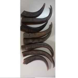 Pointe de corne et couleur de corne naturelle, corne naturelle de haute qualité, nouvelle corne fabriquée au meilleur produit pour la vente - Product Image 2