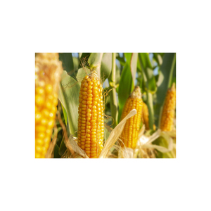 Maïs jaune OGM en conteneurs en vrac pour les marchés mondiaux de l'alimentation animale et des céréales - Product Image 6