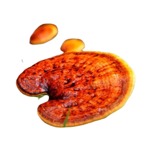 Champignons Lingzhi séchés de haute qualité pour les fêtes - Product Image 1