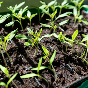 Engrais en poudre de fumier de vache biologique de haute qualité pour l'agriculture durable et la santé des sols – Approvisionnement en vrac pour l'exportation - Product Image 1