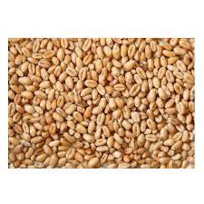 Cheap Soft Wheat <b>Grain</b> in Bulk From Ukraine for Milling and Poultry Feed - Product Image 1