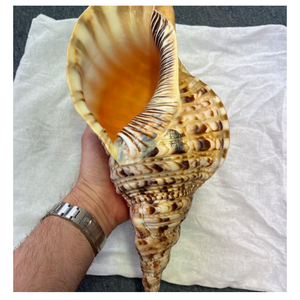 เปลือกหอยทรัมเป็ต: เปลือกหอยทรัมเป็ตธรรมชาติของเวียดนามเหมาะสำหรับการตกแต่งบ้านทันสมัยและโชว์ของร้านอาหารที่ใช้งานง่าย - Product Image 1