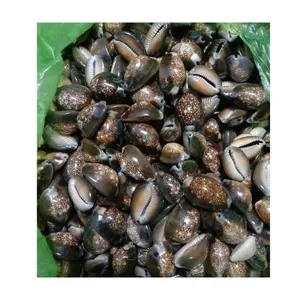 Natural Sea cowrie shells Room Decoration Ornaments And Cowrie Shell Wholesale Polished Snail Shell For Home Decoration