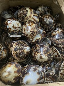 Lapa de mar de playa en artesanía a granel para decoración hogar boda del océano de Vietnam - Product Image 6