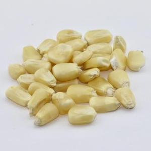 Producto de maíz seco no glutinoso amarillo orgánico sin OGM 50kg origen tailandés - Product Image 4