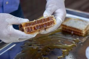 Miel pur naturel en nid d'abeille brut en gros pour usage humain du Vietnam - Product Image 4