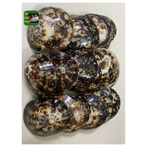Conchas de Lapa naturales para accesorios de joyería Proyectos de Arte de bricolaje y decoración del hogar inspirada en el océano sostenible - Product Image 6