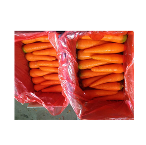 Zanahorias Frescas Orgánicas de Gran Tamaño, Proveedor de Nueva Cosecha de Portugal - Product Image 6