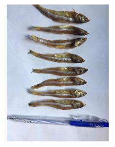 Anchois séchés du Vietnam/Anchois moyennement séché de la meilleure qualité/Prêt à exporter en vrac - Product Image 6