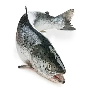 דג סלמון באיכות מעולה פילה קפואה טרי וקפוא דג סלמון אטלנטי/סלמון קפוא שלם