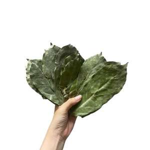 100% feuilles de corossol séchées au soleil biologiques naturelles et fraîches du Viet Nam - Product Image 1